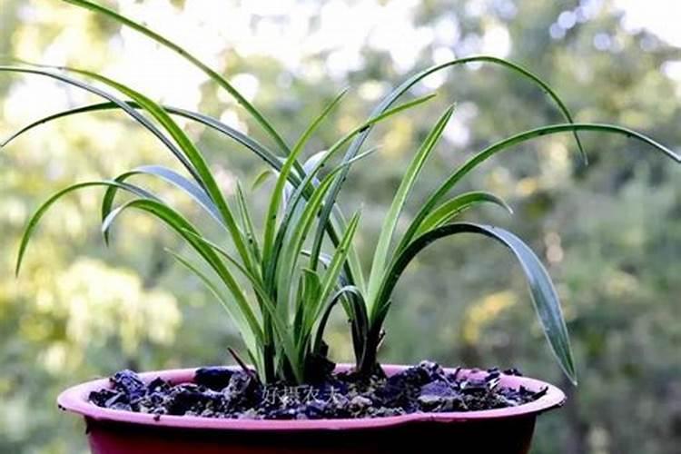 红豆杉叶子干枯要怎么做？红豆杉枯萎救治方法