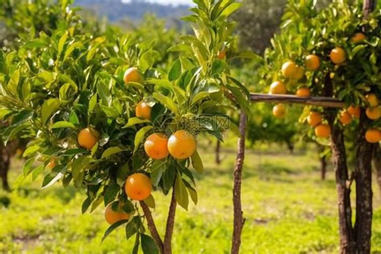 卤肉加护色剂安全吗