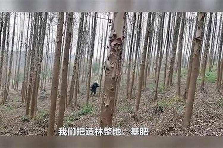 速生桉树施哪种肥最好