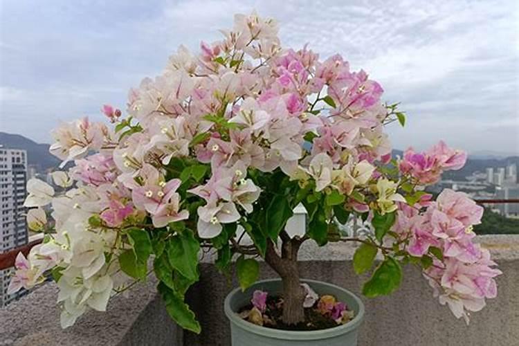 三角梅最忌三种肥料