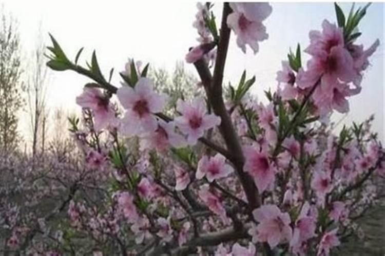 氨基酸是否能给桃树吗用