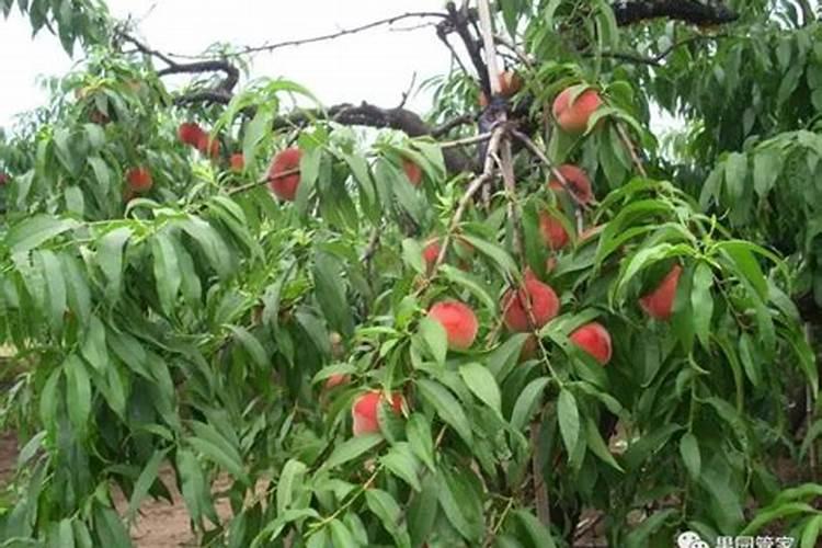 果树叶面喷肥注意事项