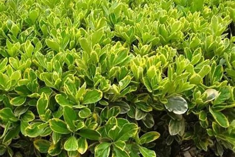 矿源黄腐酸钾怎么用才安全