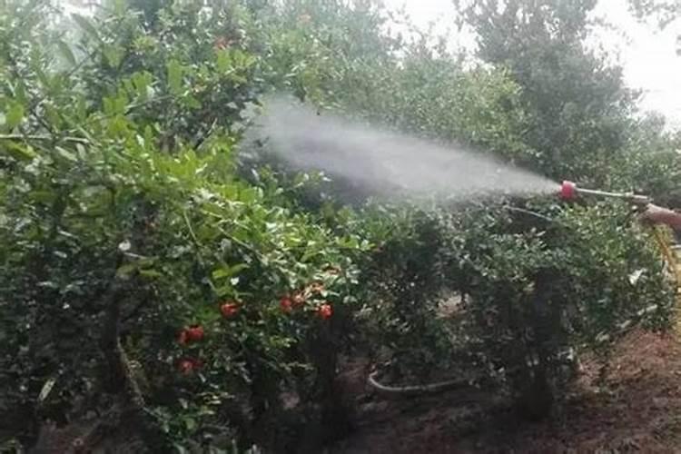 蔬菜黄叶病用什么药防治最好