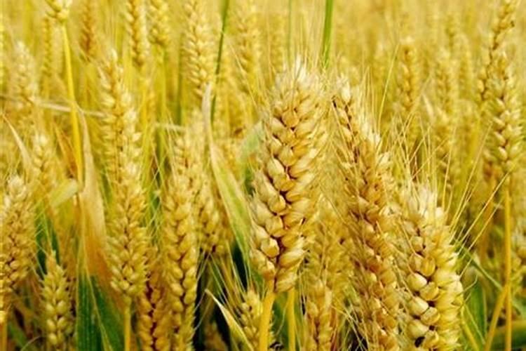 收到菊花苗后？菊花苗怎么种植、浇水、缓苗、控高、养护？