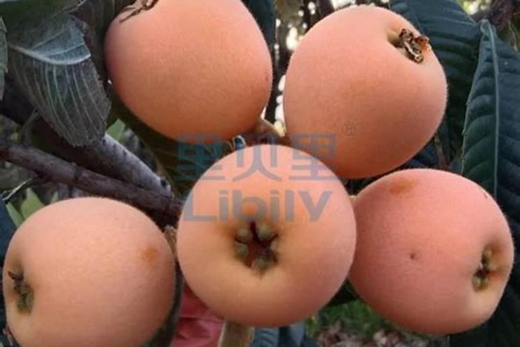 枇杷用什么肥料会让果实更甜