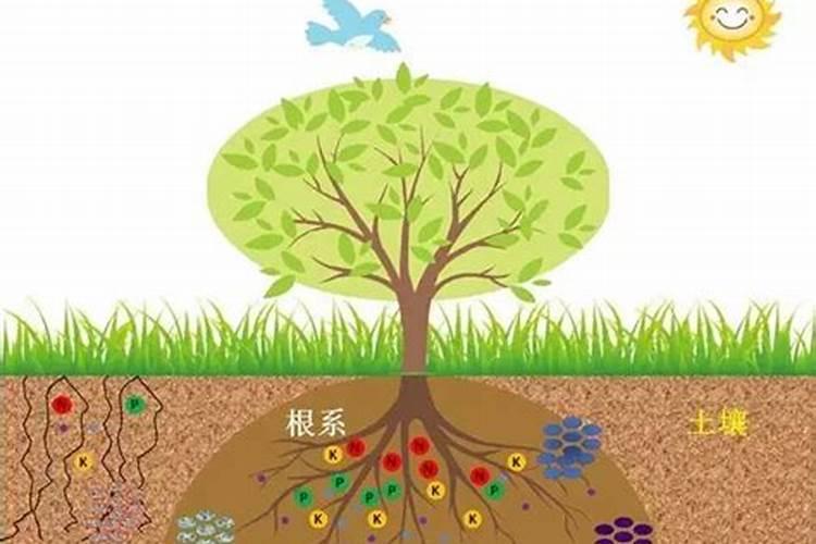 土壤里有哪些营养成分