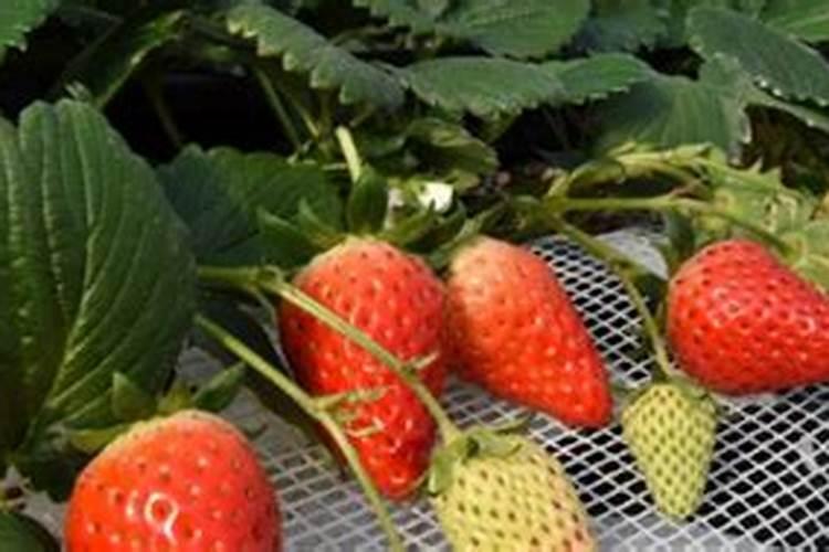 小麦和大米哪个含糖量高