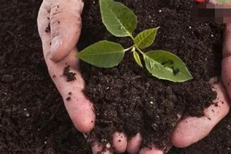 如何给农作物科学施用锌肥