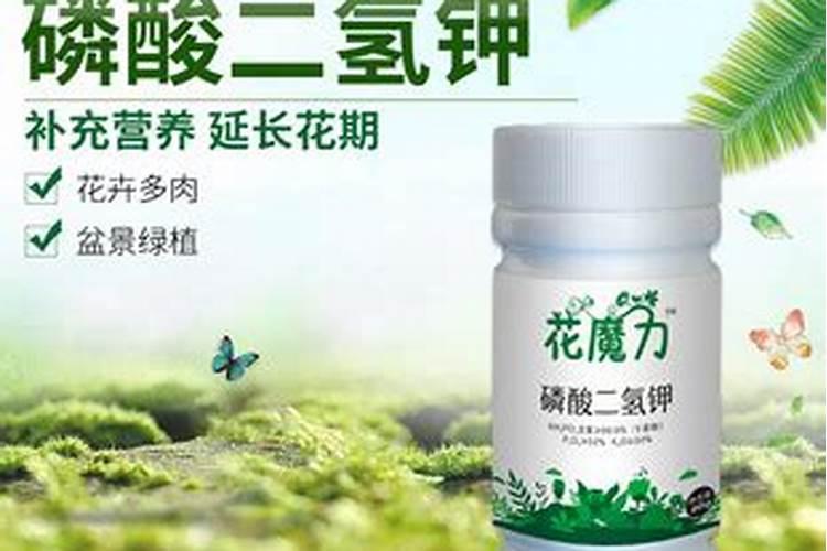 白菜灌根的农药