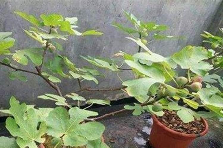 无花果施什么肥料最好？