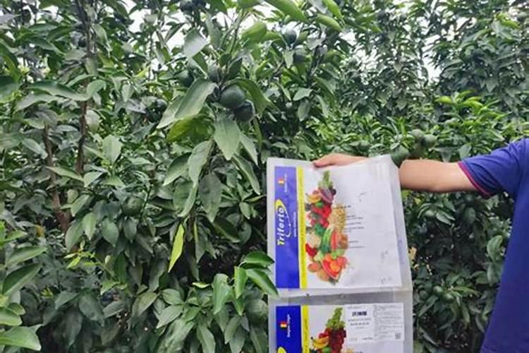 水溶肥在果树上几天能吸收