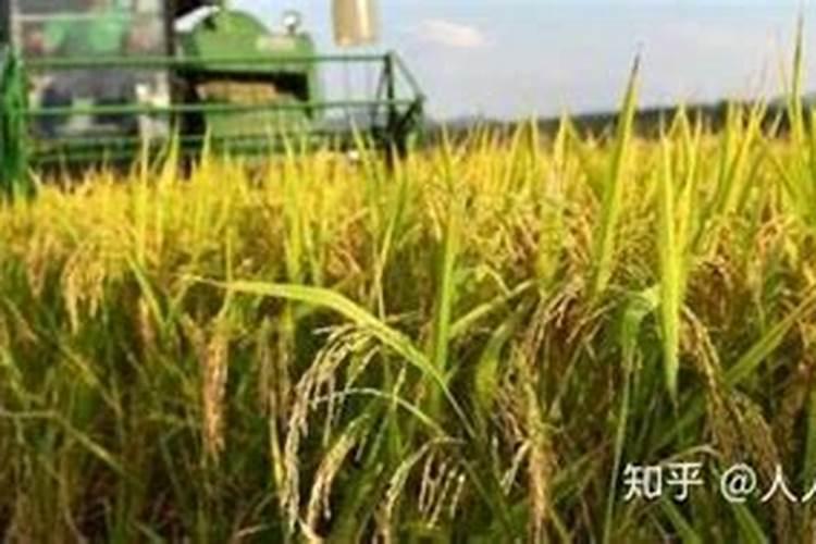 水稻生长到什么期间使用钾肥最合理