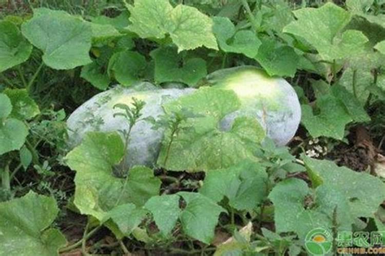 家里养的辣椒怎么养？