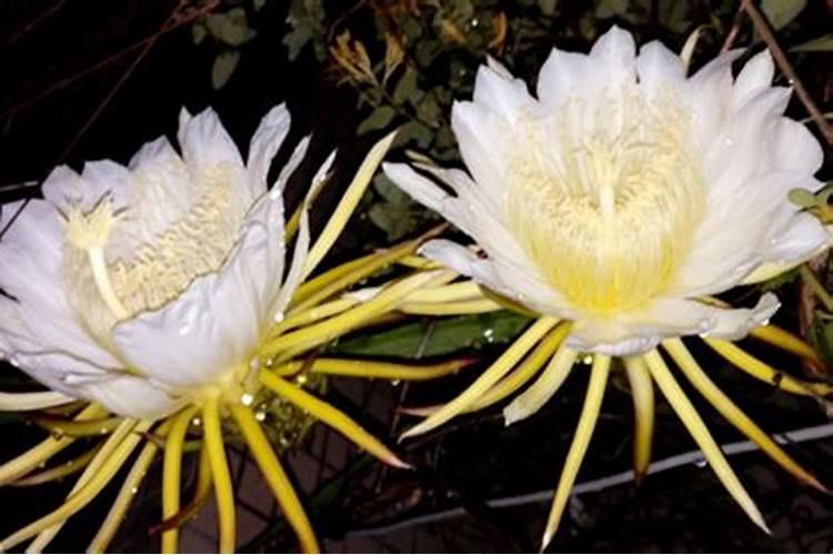 昙花施肥用什么肥料,长花蕾的时候可以施肥吗