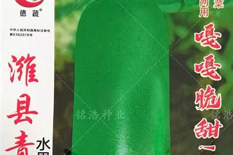 不管种植青萝卜、白萝卜还是红萝卜,肥料这样用,高产又好吃