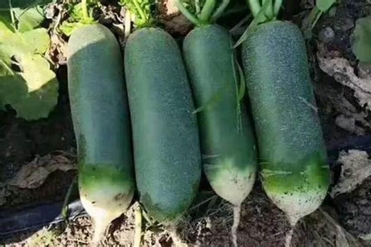 青萝卜夏季如何种