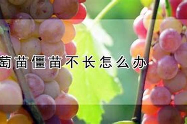 葡萄树使用什么肥料能长根