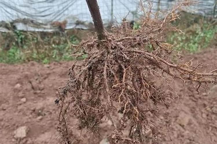 请问葡萄刚发芽施什么肥最合适