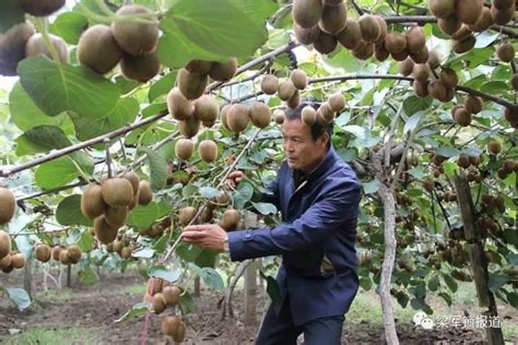 苏贝尔翠培三个十九水溶肥效果好吗