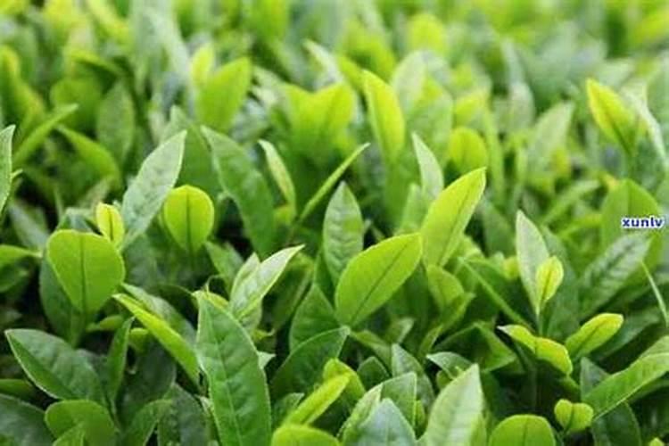 茶叶可以做花土吗