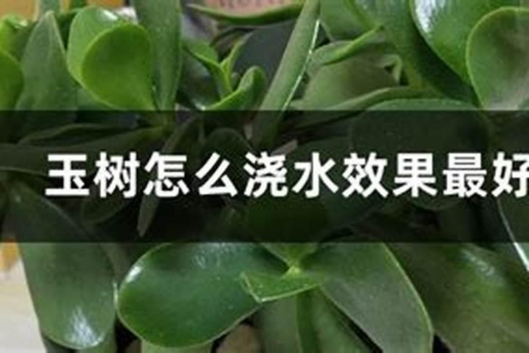 小玉树怎么养 有哪些技巧