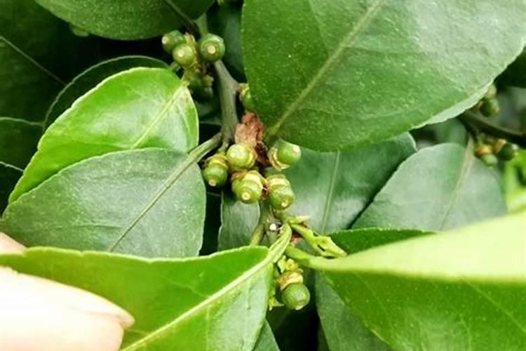 芸苔素产品很多,那些在果树上用好