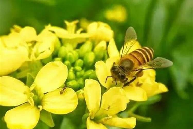 芸苔素使用技巧