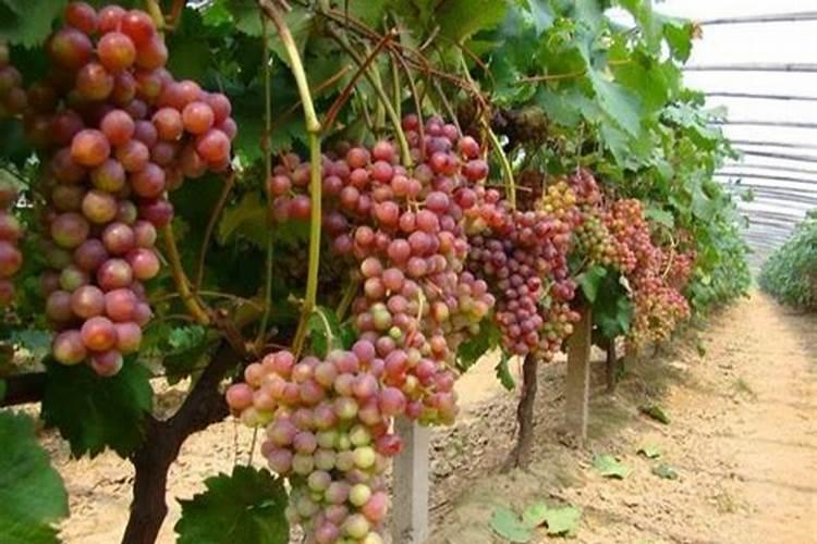 腐植酸肥料的作用和使用方法