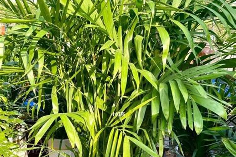 西红柿防脐腐病用什么钙做底肥