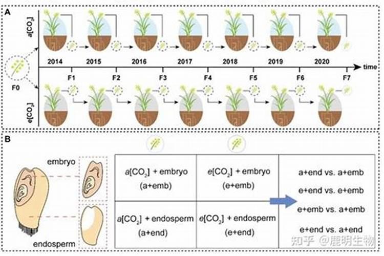 小麦抽穗扬花期管理技术与措施
