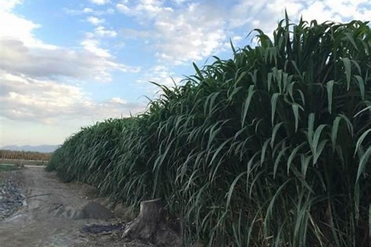 牧草种植方法有什么,牧草种植管理与利用