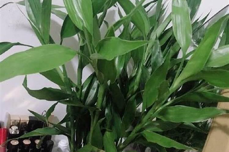 秋天收割的是稻子还是麦子