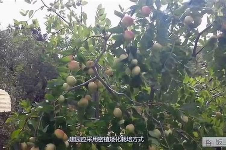冬枣树种植方法,冬枣种植栽培的技术要点