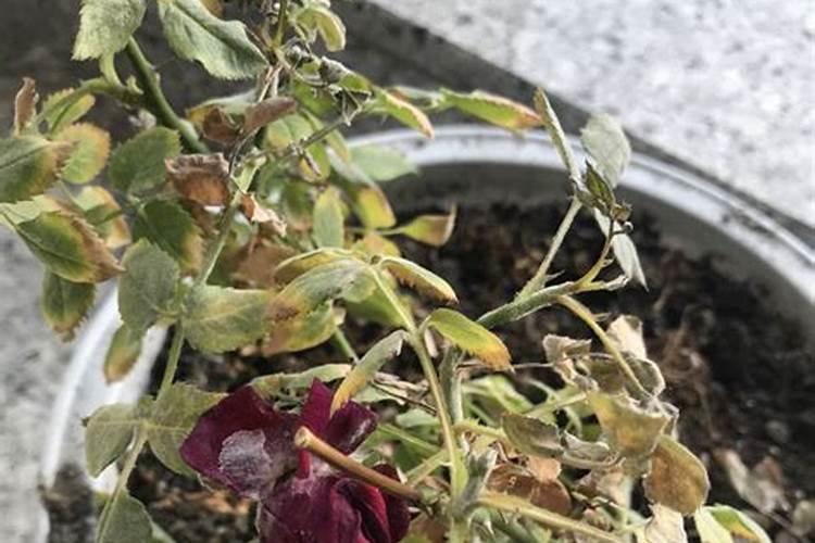 栀子花如何在新叶上擦？