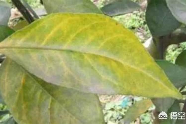 韭菜专用高产叶面肥什么时候用？韭菜黄叶死苗怎么解决？