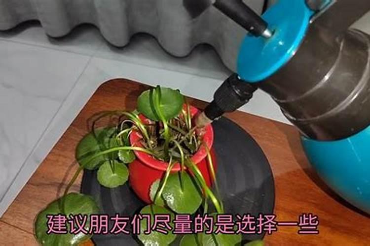 好点的葡萄叶面肥有哪些