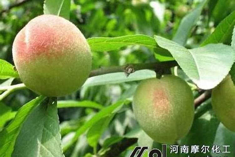 葡萄糖可以直接喷在叶片上吗？