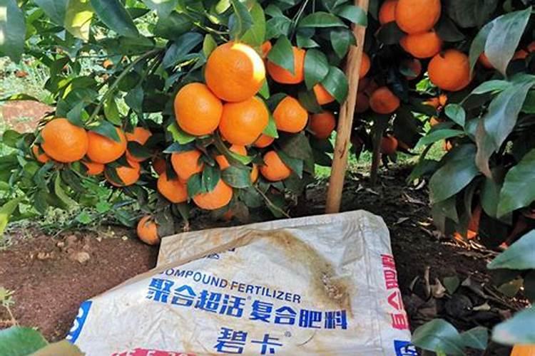 柑橘挂果什么时候停施肥