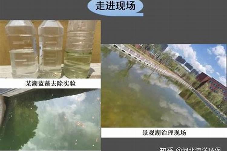 蓝藻—补磷还是控磷？