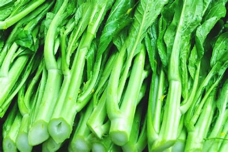 四九菜心的种植方法和时间