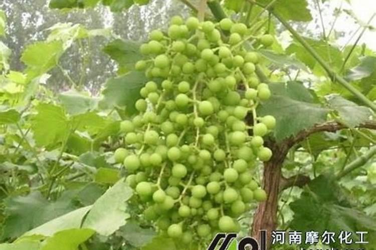 茶树要每天浇水施肥吗