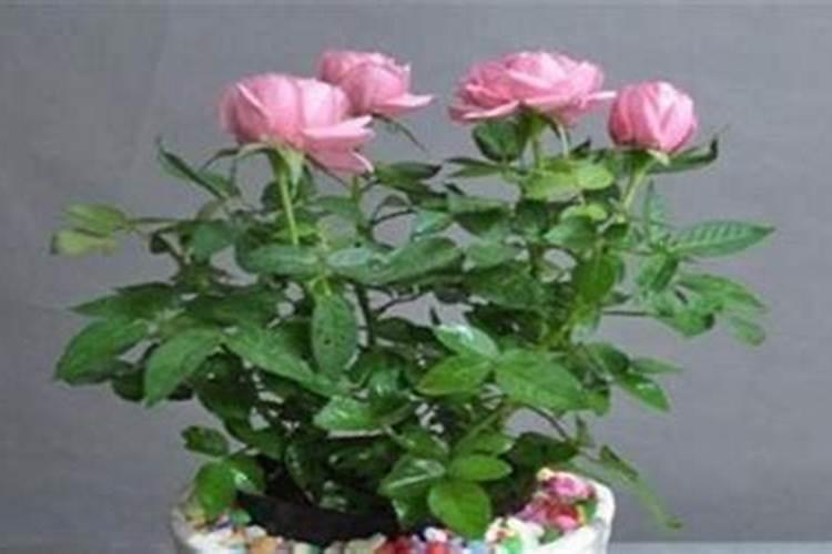 鸟粪怎么做肥料