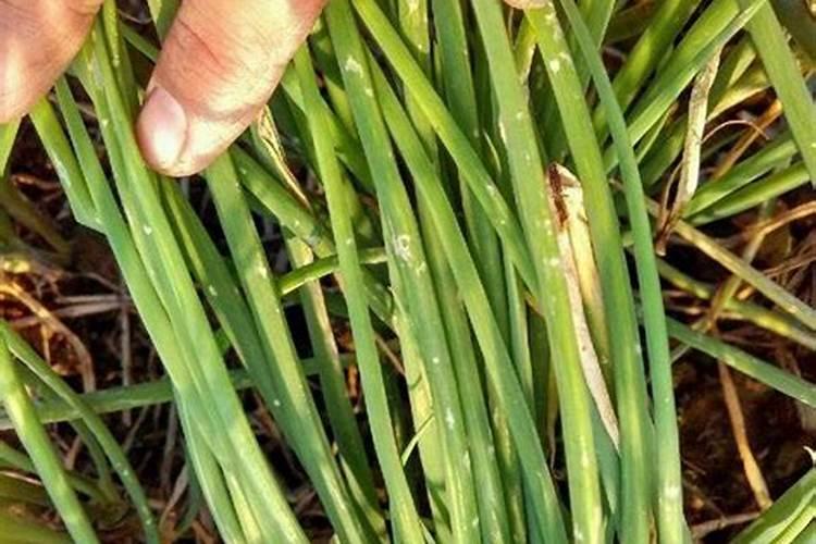 小葱用什么肥料最好