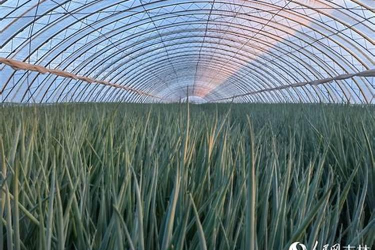 种植小葱怎么管理产量高？小香葱增产有专用叶面肥吗？哪种好