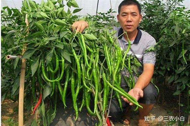 尖椒黄化丛簇毒病危害大,尖椒黄化丛簇毒病该怎么防治？