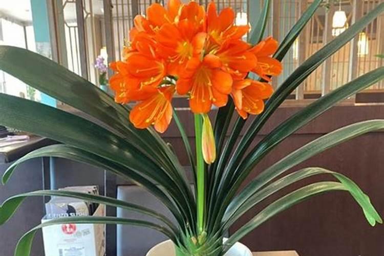 君子兰根烂了怎么处理