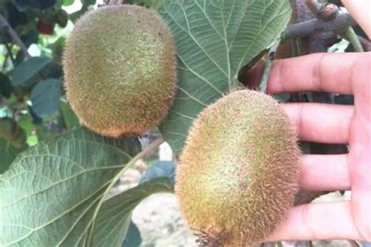 猕猴桃冬季施什么肥料 猕猴桃冬季施什么肥最好