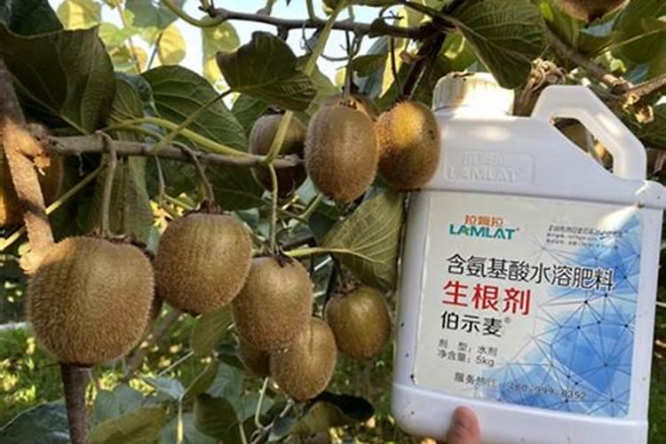 种植猕猴桃想要果实膨大,都有哪些肥料更适合？