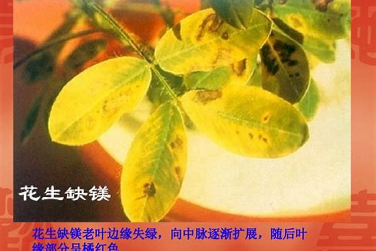 花生主要营养元素缺乏表现出什么症状？怎样补救？